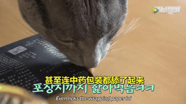 怎么给猫用中医把脉,中医给猫咪吃中药
