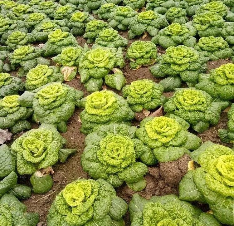 浙江人常吃的蔬菜有哪些,幼儿园常吃的蔬菜有哪些