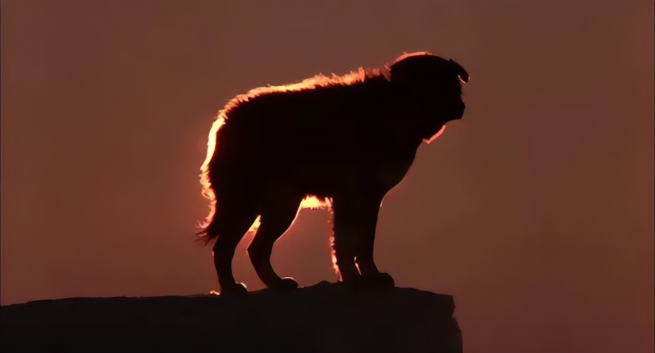 日版忠犬八公几个版本 (日本忠犬八公物语电影完整版)