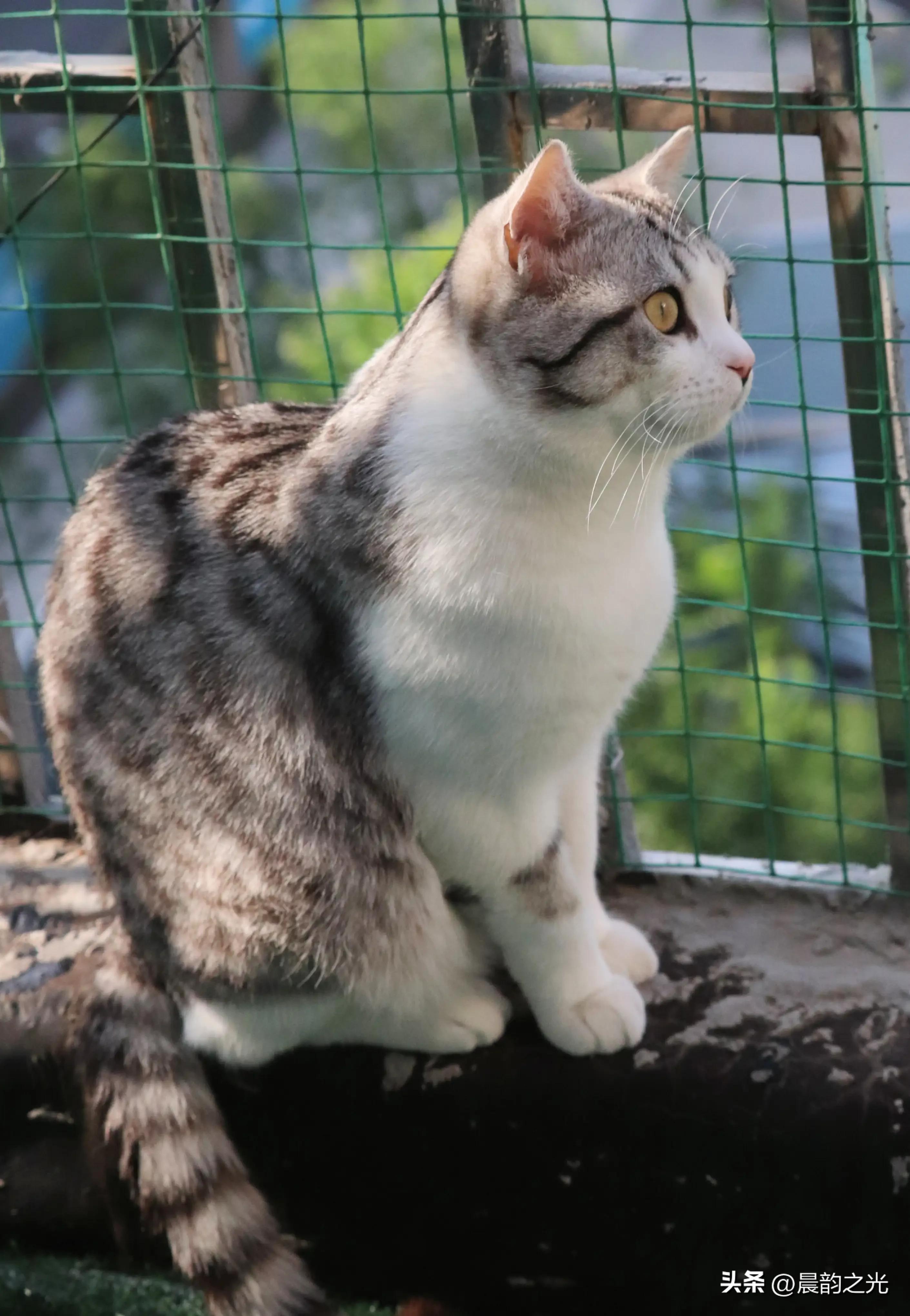 几百块钱买的猫靠谱吗,几百块的猫是真的吗