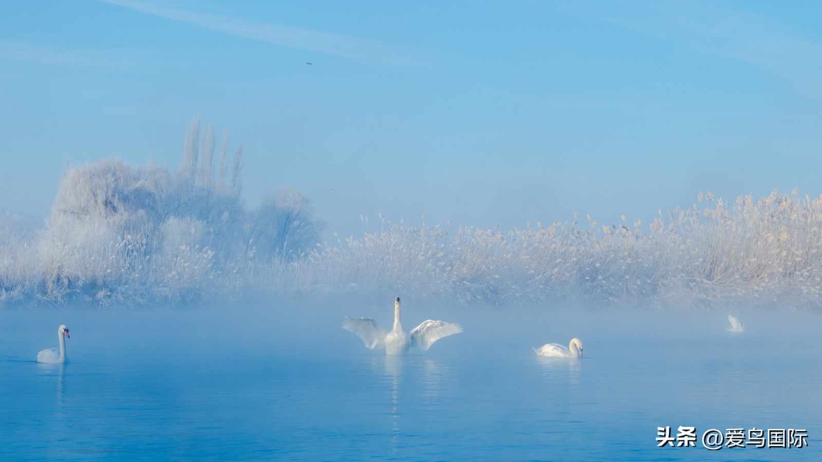 2024观鸟大年,观鸟大年介绍