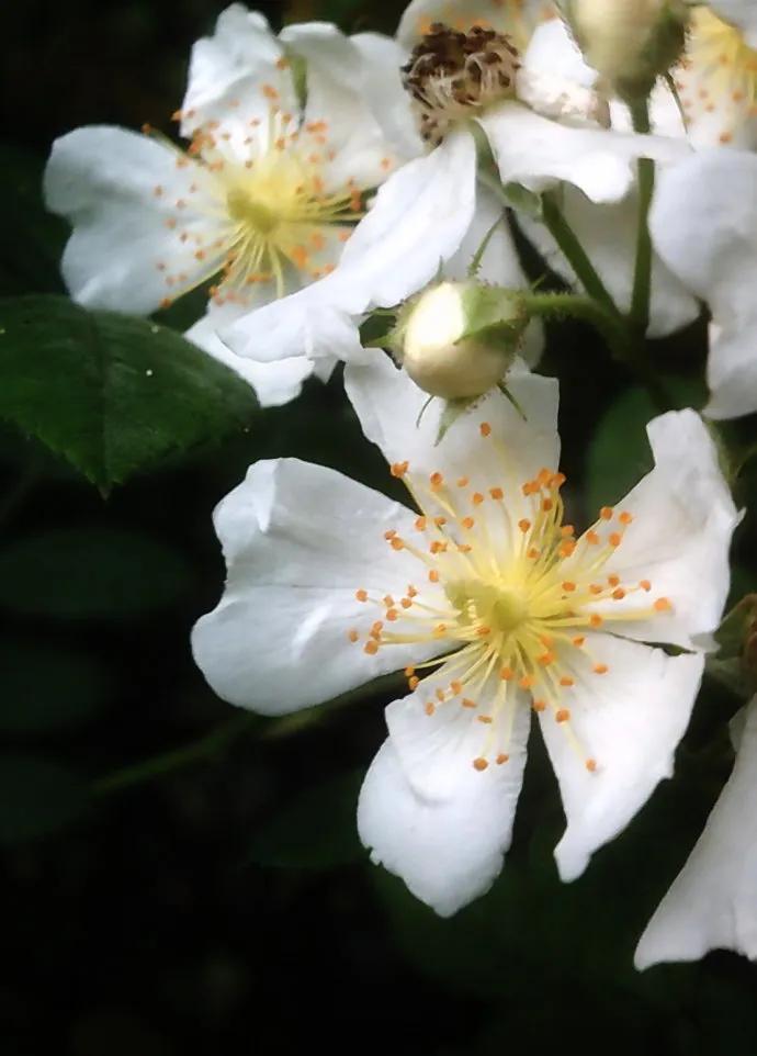 花开到荼蘼的诗句,花开荼蘼花事了诗句