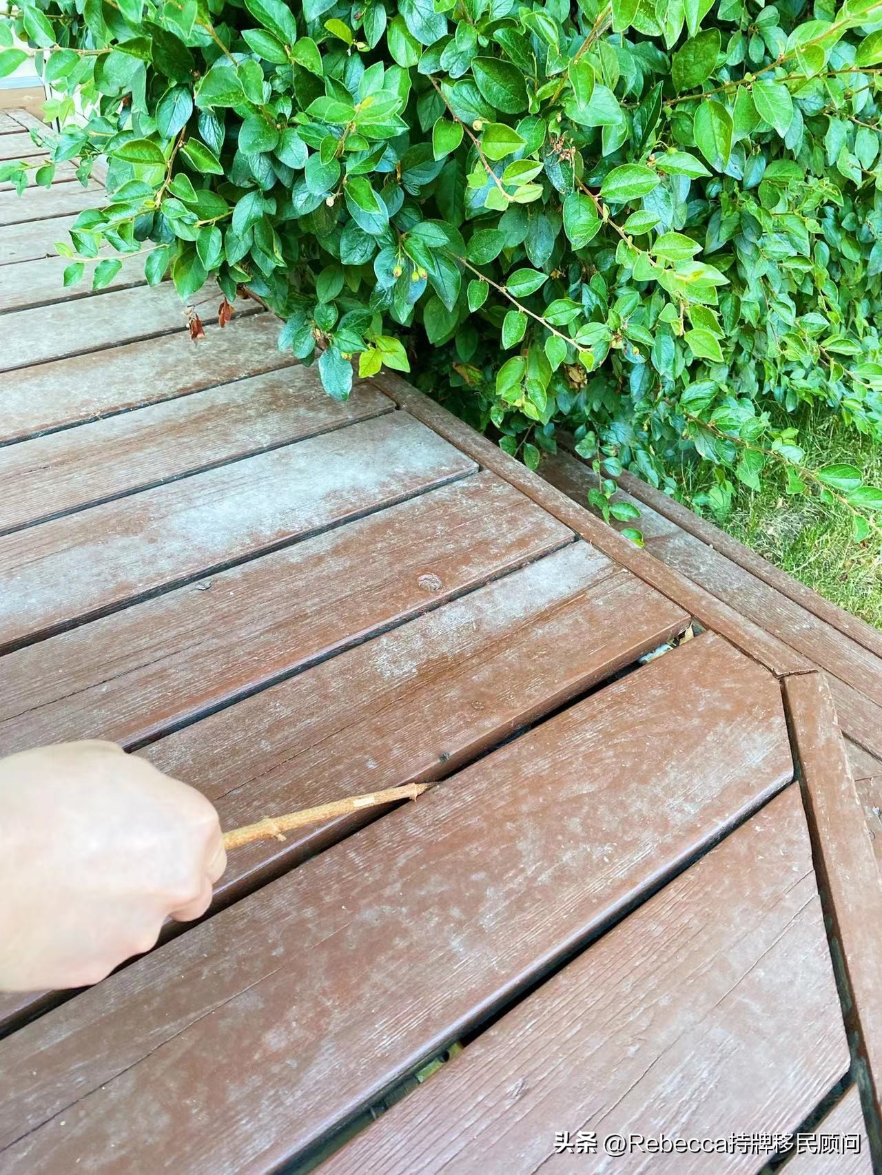 老外大量消灭马蜂,加拿大怎么除蟑螂