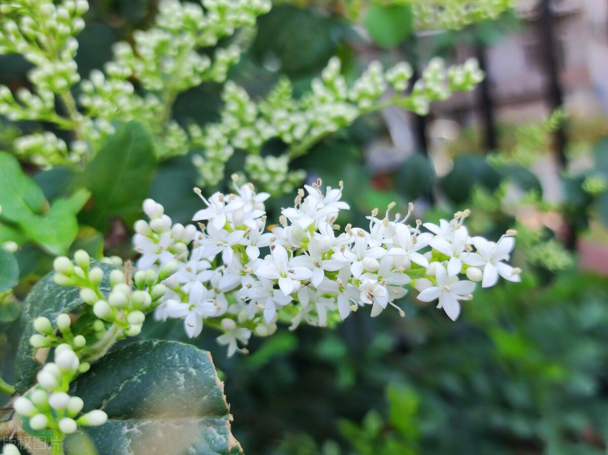 小叶女贞,小叶女贞球