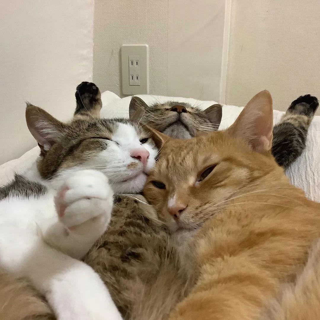 寰崥鐢风敓澶村儚,鏄庢槦寰崥澶村儚