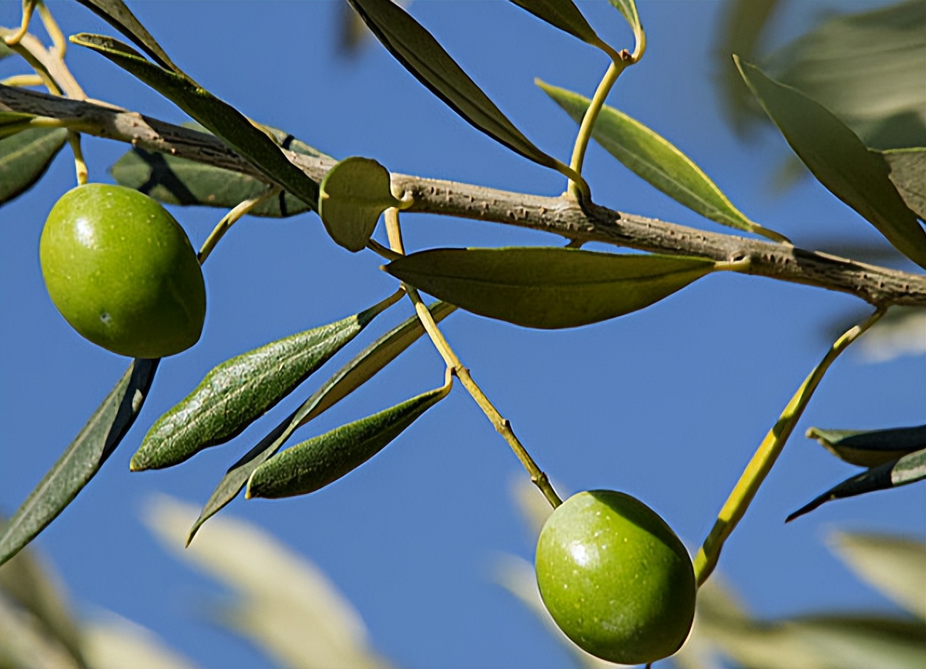 橄榄油怎么鉴别纯不纯,橄榄油辨别真假