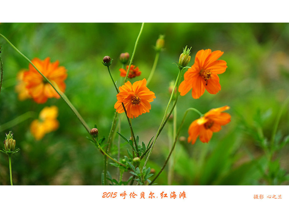 辽宁盘锦红海滩免费旅游攻略,内蒙古足迹旅行