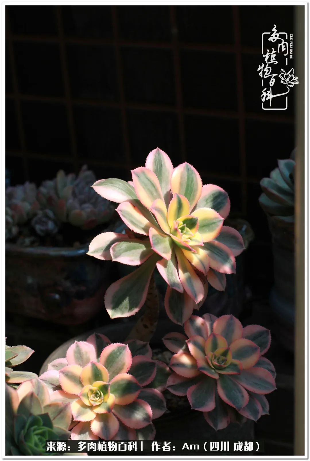 多肉小盆友生活多姿多彩,多肉小精灵福享不停