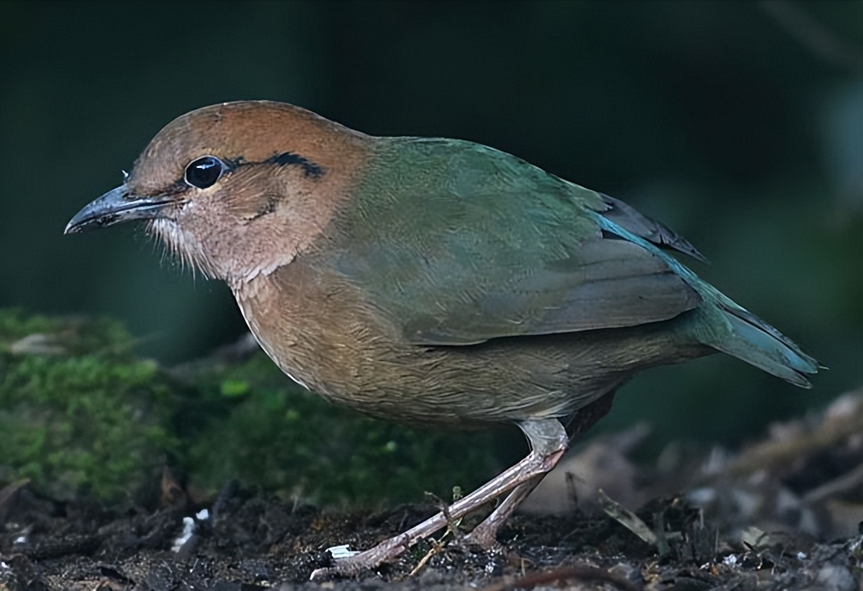 所有鸟图片大全大图,50张最佳鸟类摄影作品