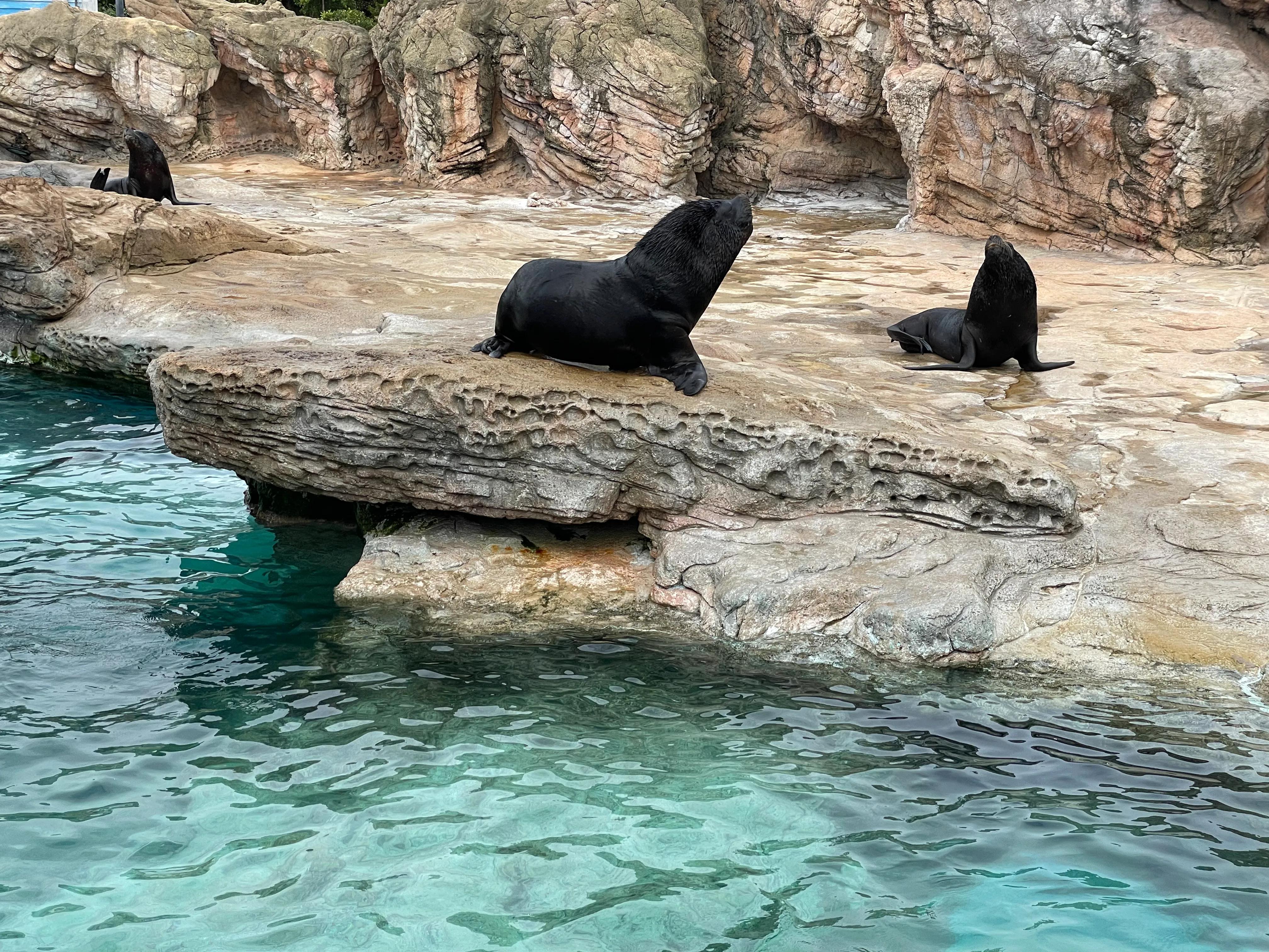长隆动物园和珠海海洋王国哪个好,珠海长隆海洋王国与长隆动物园