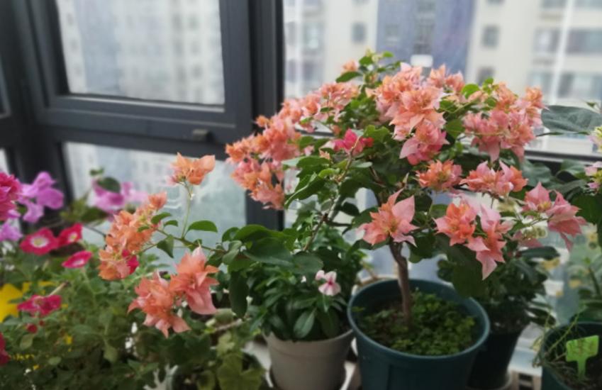 哪些花冬天需要移到室内,冬季花怎么过冬最好