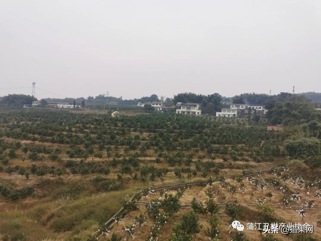 阳光一号柑橘裂果,阳光一号如何防治裂果