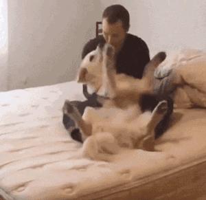 怎么样饲养狗狗肥得快,如何饲养狗狗