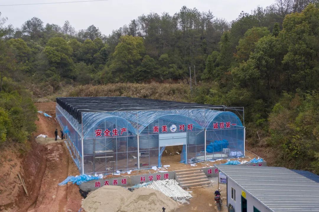 南美白对虾养殖带动农民致富,南美白对虾新型养殖