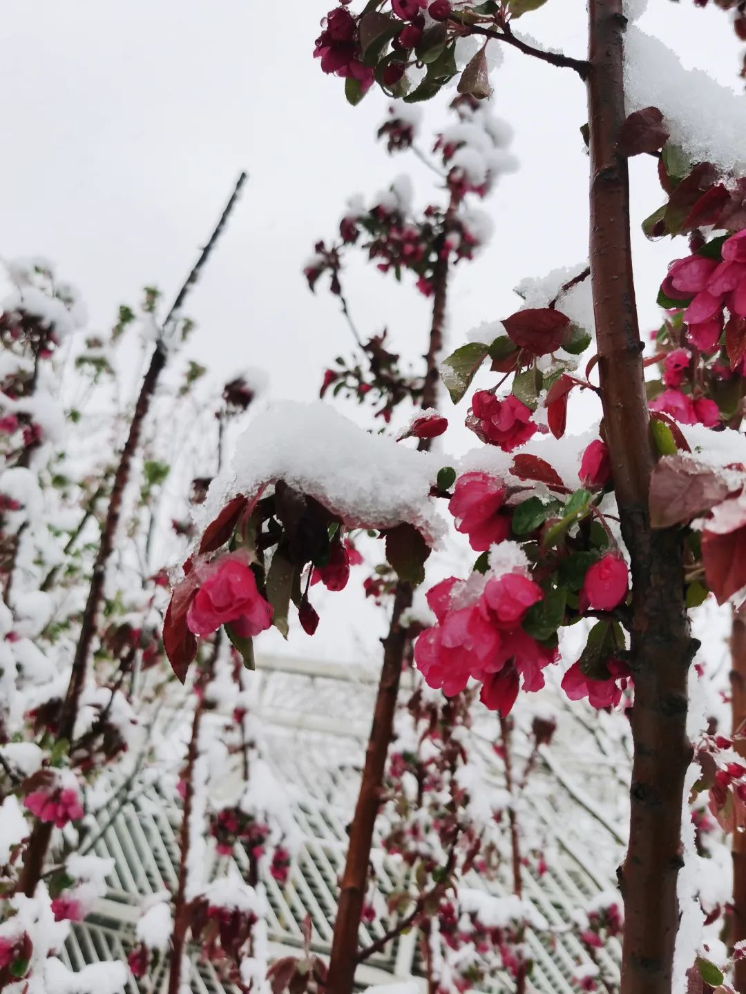 下雪的绝美诗句,最美下雪的诗词