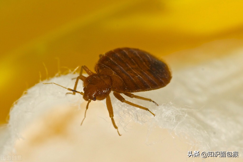 童年见过的虫子,小时候常见的虫子叫什么