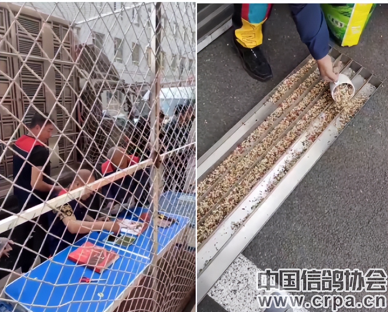 联翔2023夏季赛程,2020年国家赛信鸽1000公里联翔