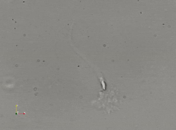 科学家精子运动违背牛顿第三定律,科学家发现精子的作用