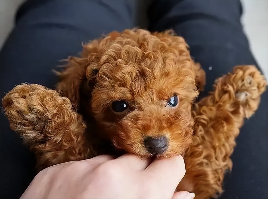 贵宾犬值得养不,贵宾犬到底好养吗