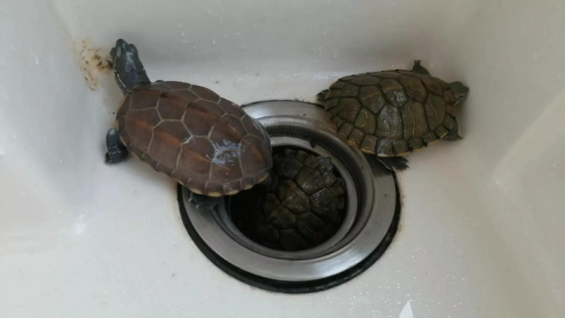 怎么判断小乌龟是否存活,小乌龟能活很久的办法是什么