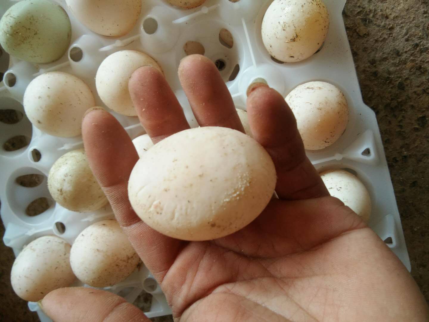 禽输卵管炎用什么药,蛋鸭输卵管炎的特效药