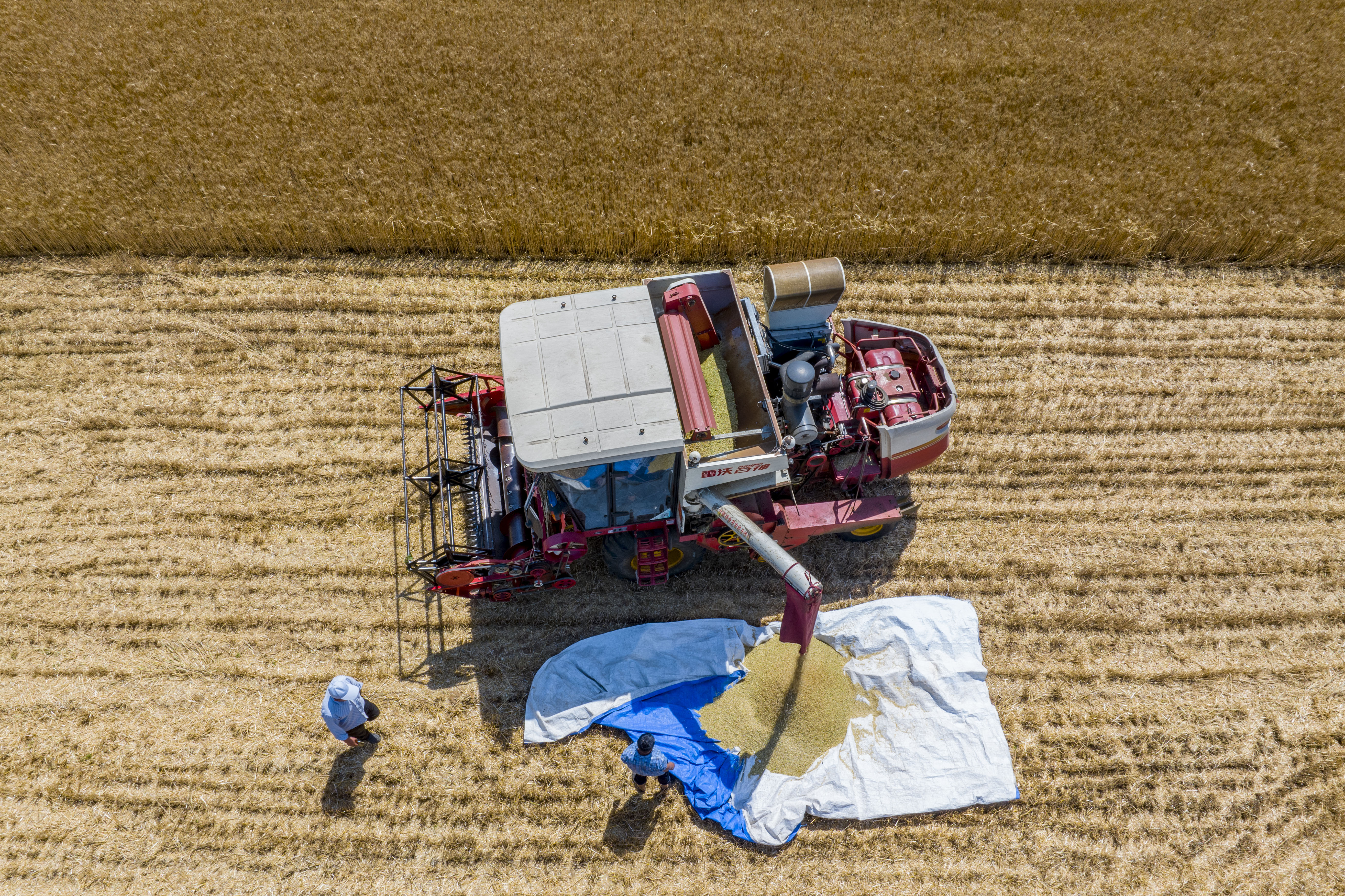小麦丰收的画卷在错水河畔铺展，徐村麦浪滚滚，“丰”景如画