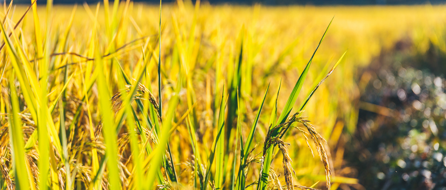 柏拉图哲学的三大灵魂,柏拉图讲哲学是什么