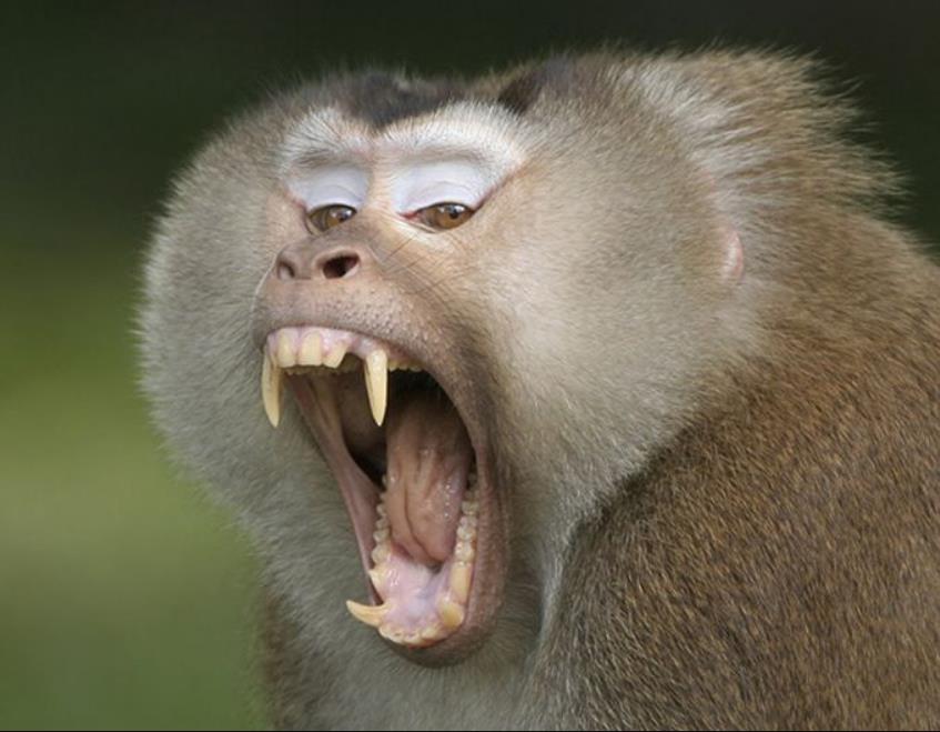 云南所有稀有动物猴子,云南稀有野生动物猴子