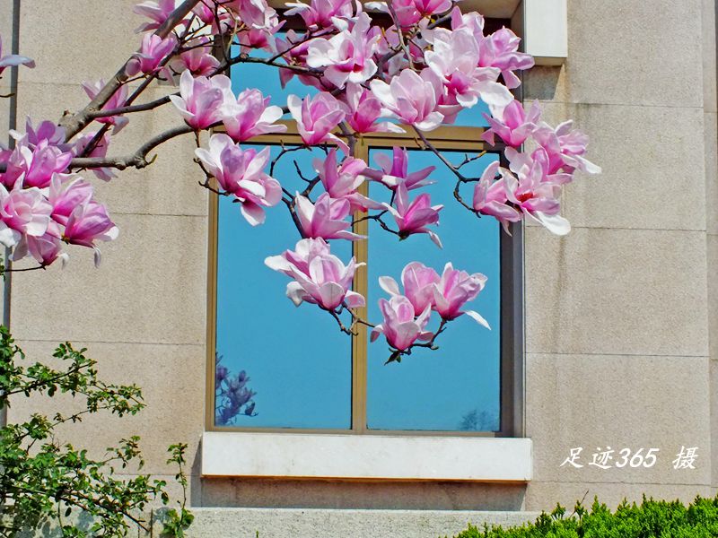 又见玉兰、杏花不一样的拍法