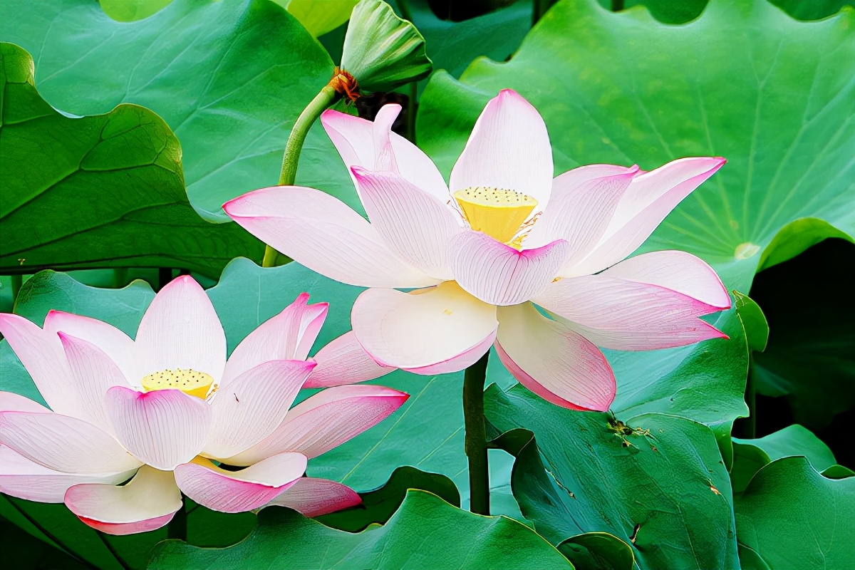 小说莲塘浮生连载52,小说莲塘浮生