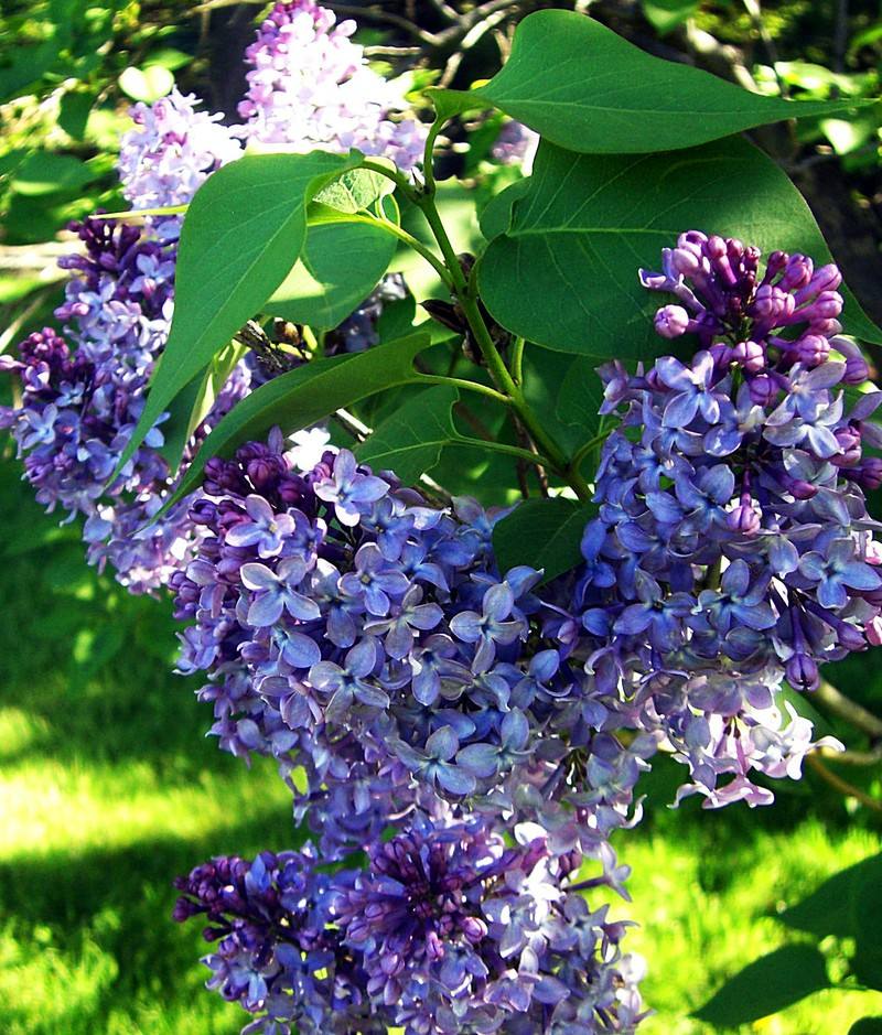 常见有毒花千万别碰,世上有毒的花和植物