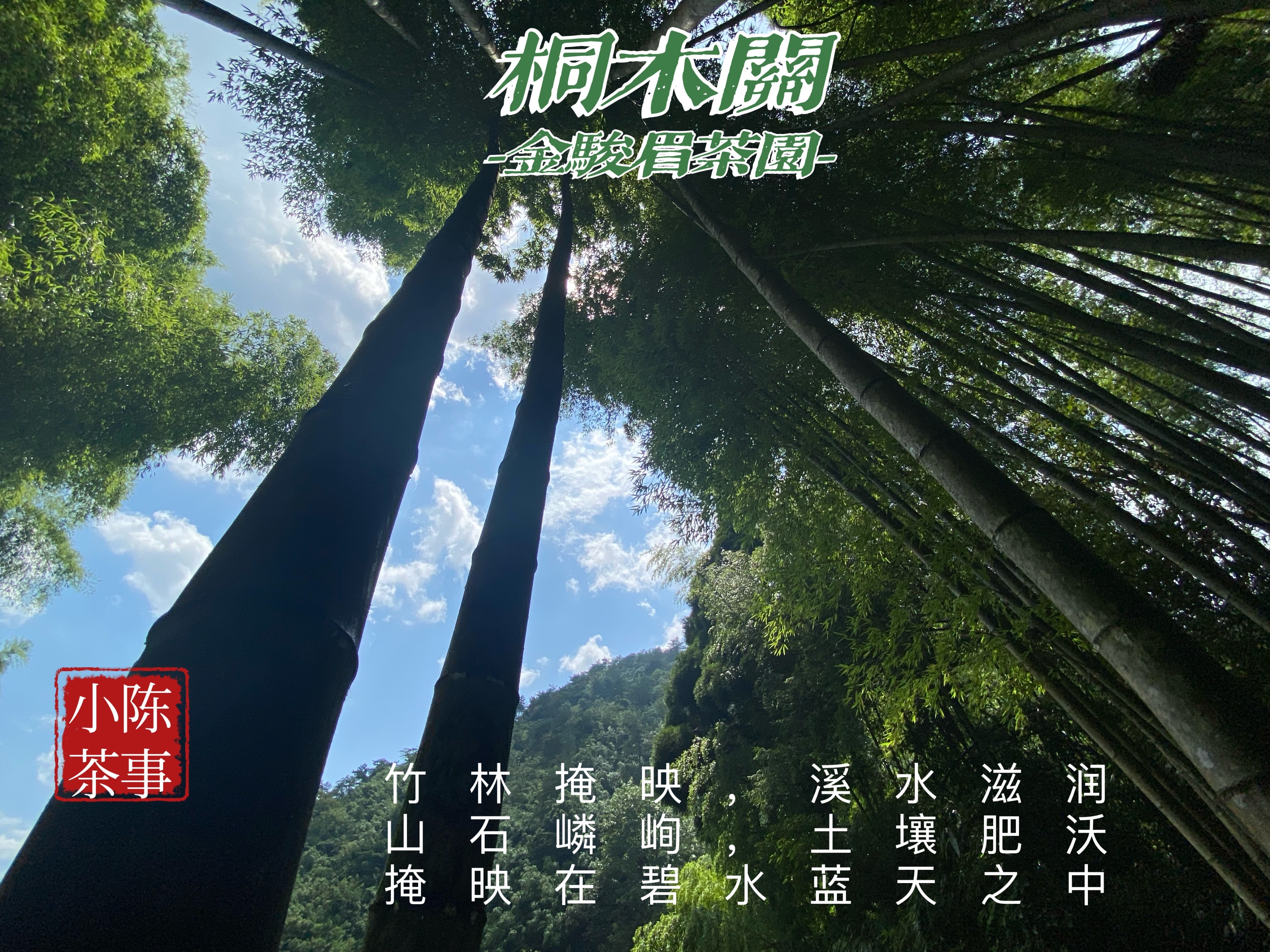 100块一斤的金骏眉,八马金骏眉10000