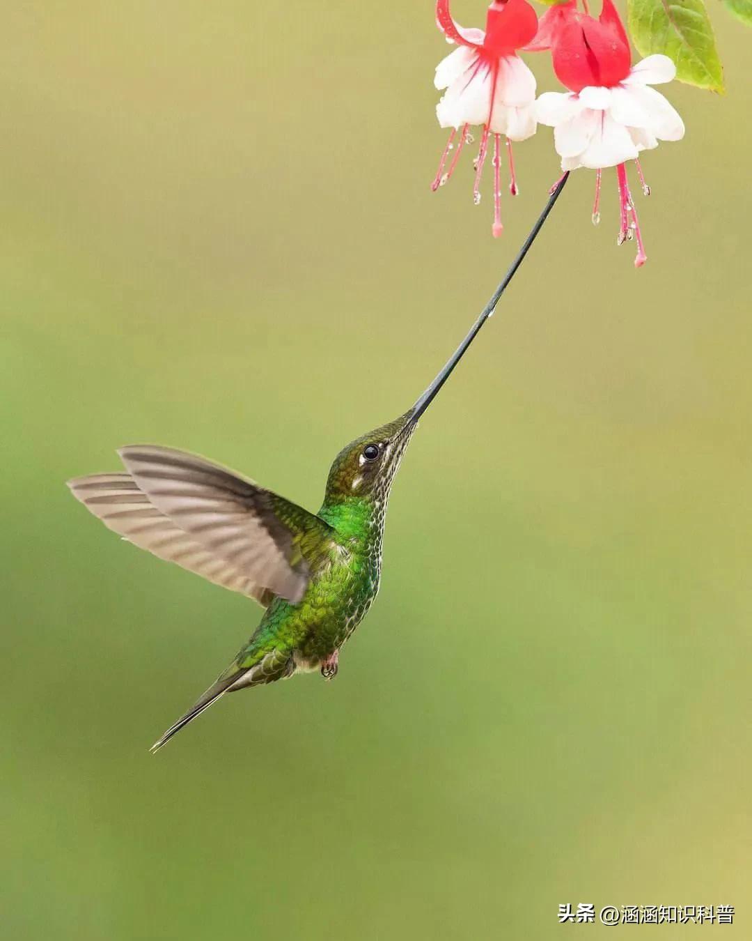 科普知识大全世界之最,世界之最百科知识大全视频讲解