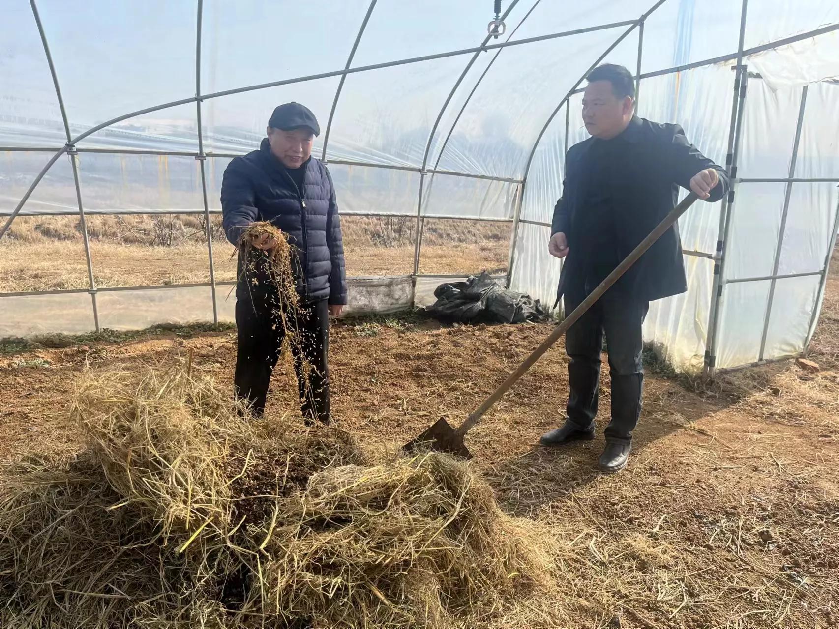 食用菌专家丁伦保,丁伦保食用菌种植技术