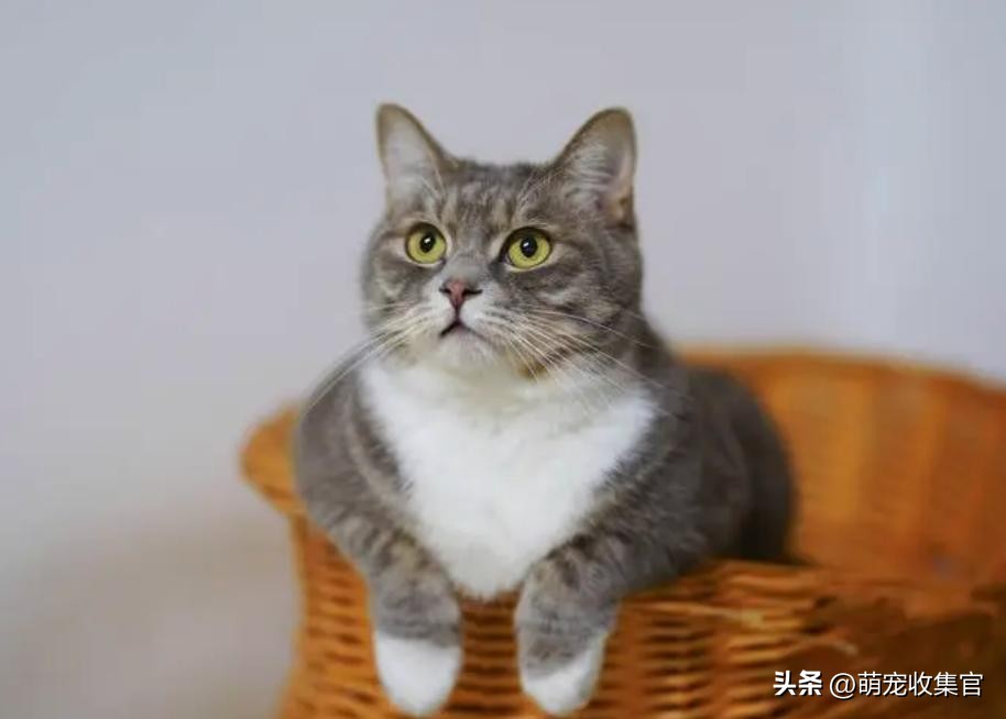 猫一大早不停的叫是什么意思,小奶猫一直叫个不停什么意思