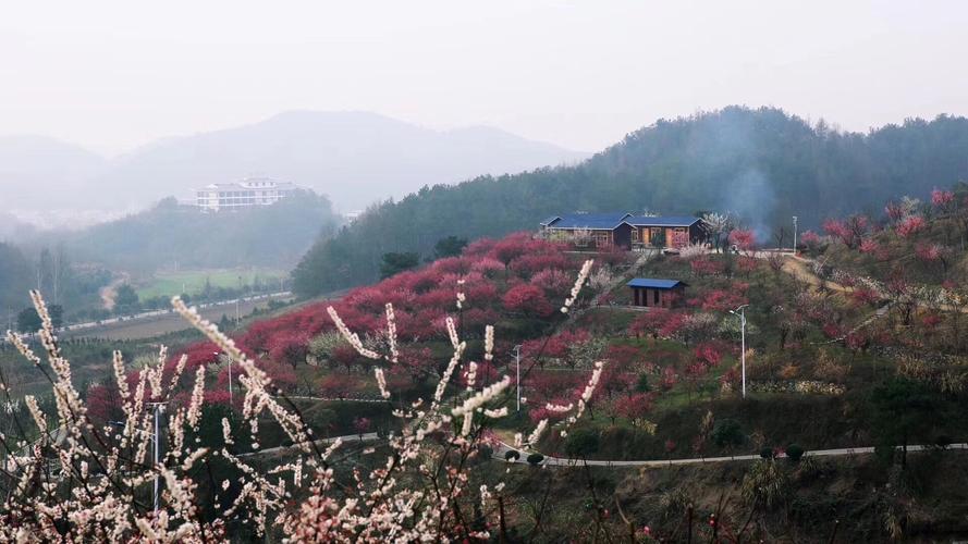 一月山茶花哪个地区最美,赏花山茶花
