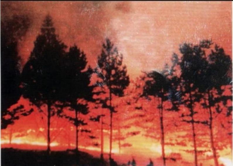 自称能拦截导弹，扑灭大兴安岭山火的气功大师严新，最终结局如何