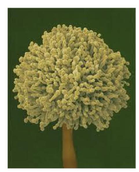 鲍鱼中常见的寄生虫,鲍鱼饲料有毒吗