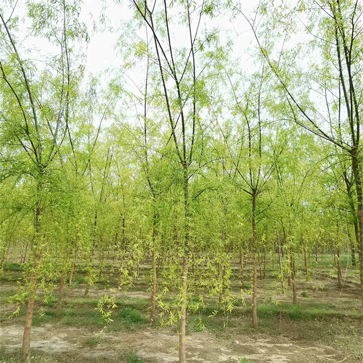 柳树七月份扦插育苗可以成活吗,柳树扦插育苗