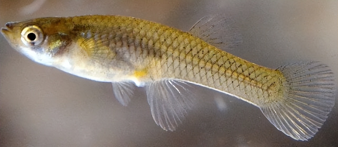 30个外来鱼种进入长江，这两种臭名昭著——