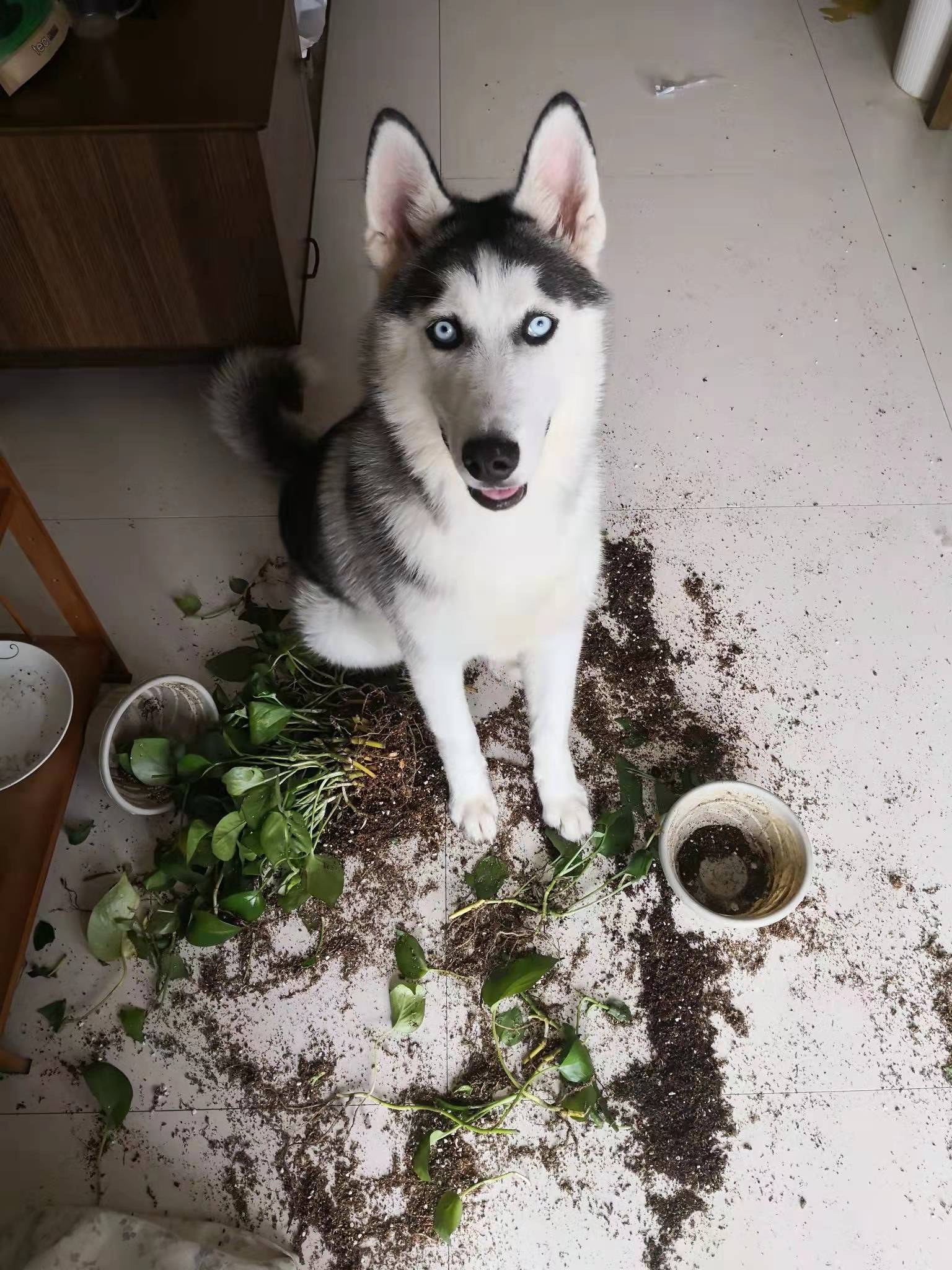 菲尔顿之冬天狗狗一直发抖？六大原因，可能是在向你求救