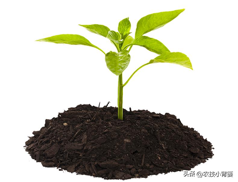 黄腐酸和腐植酸的区别是什么,黄腐酸与腐植酸有什么区别