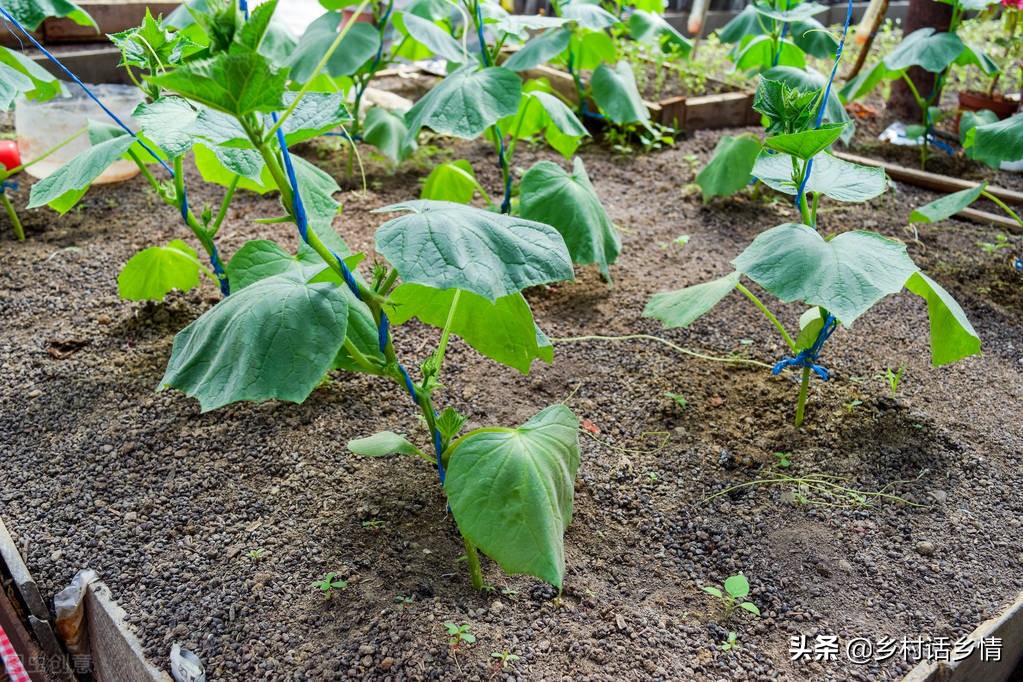 黄瓜南瓜丝瓜的花多半都不会结果,黄瓜瓜苗不结瓜怎么办