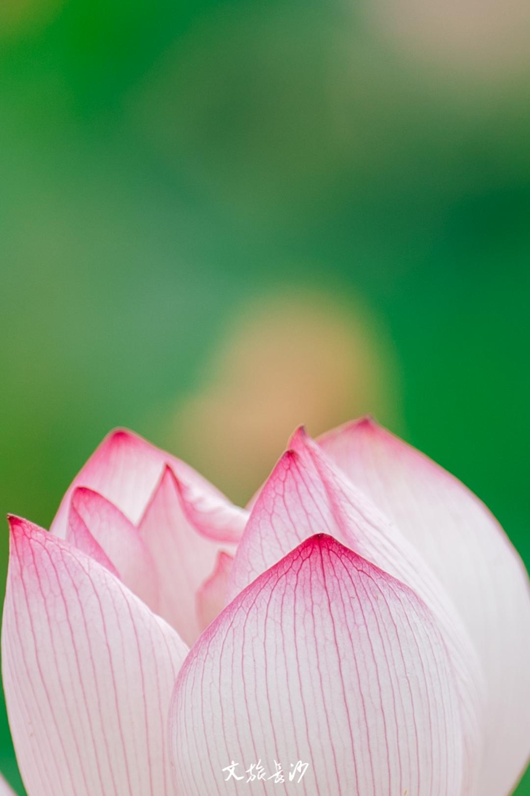 长沙赏秋去哪里,长沙第一波赏荷地图