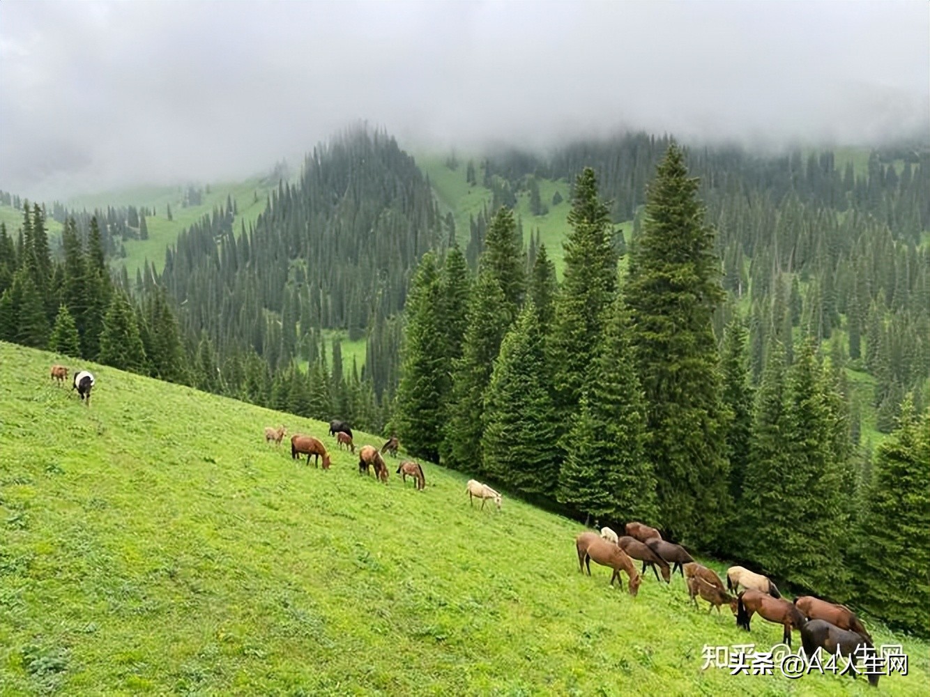 咏草的诗句全部,咏草的诗句是