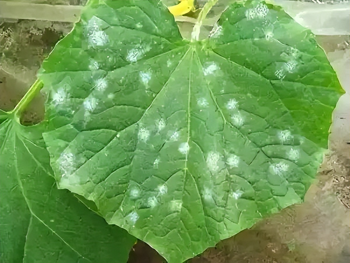 快速检测真菌感染,快速识别作物病害