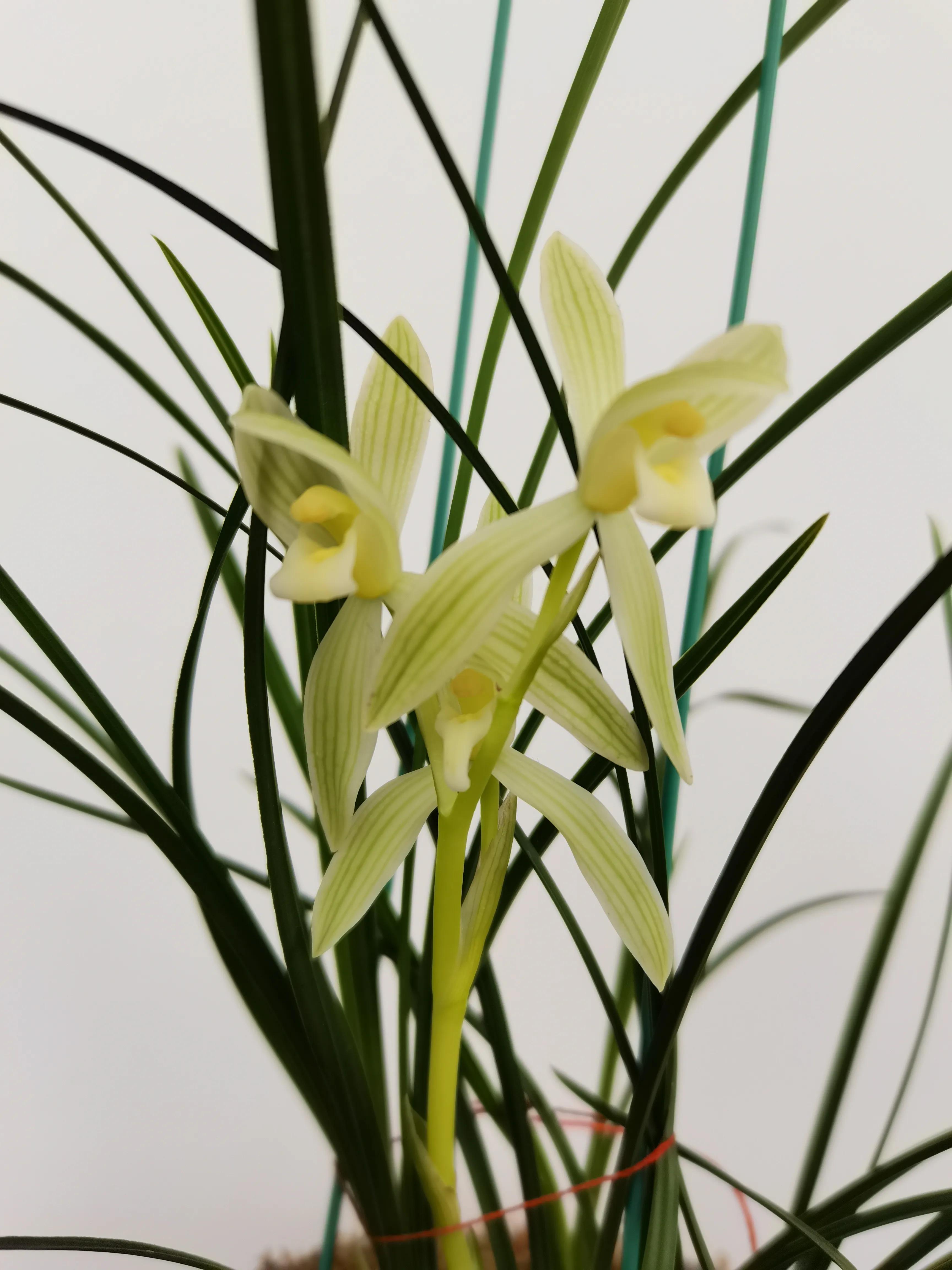 云南小雪素哪里的质量最好,云南兰花小雪素