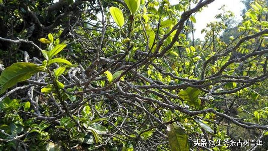 普洱藤条茶与古树茶哪个好饮,什么是藤条茶最好