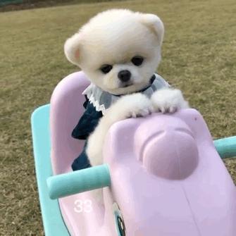 柯基幼犬的正确喂养方法,幼犬打疫苗的正确方法和注意事项