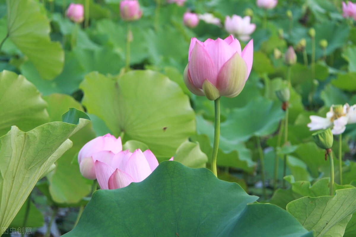 农历四月四日或五日是什么日子,立夏当天是四绝日吗